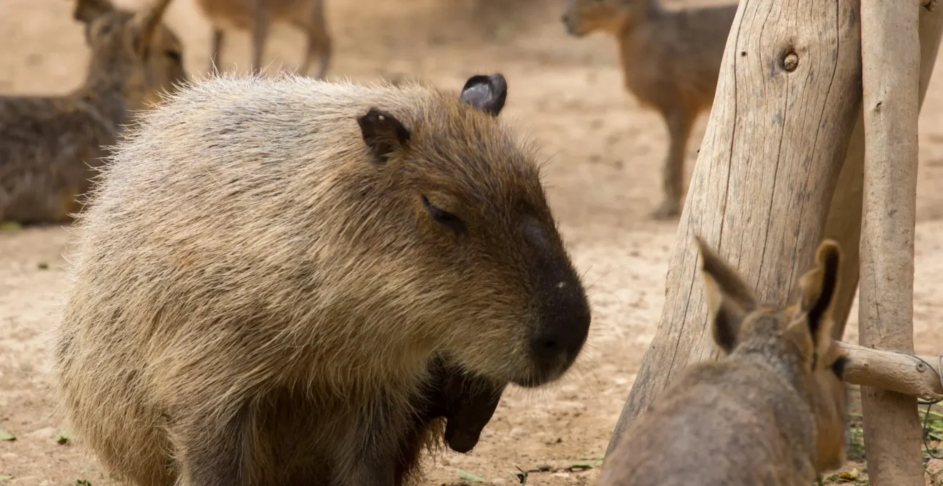parc zoo à Lyon.png