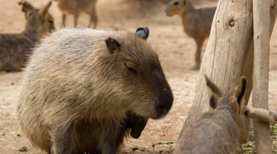 parc zoo à Lyon.png